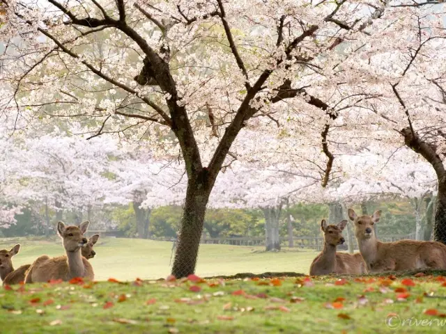 【奈良県】春の桜と鹿のコラボは最高！「奈良公園」