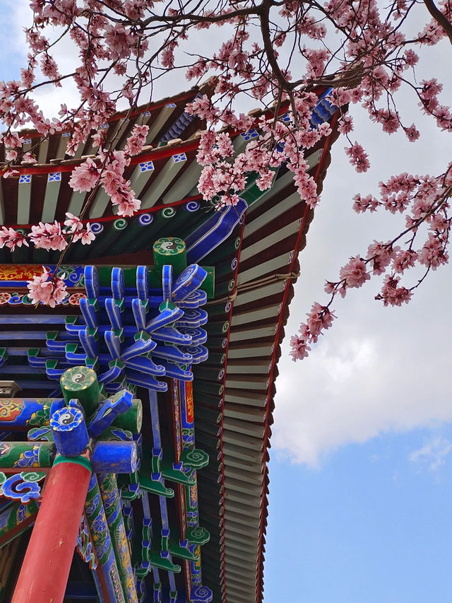 Cherry Blossom 🌸 trip to Baiyin 