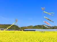 Chasing Canola Blossoms in Mushirouchi Koga City