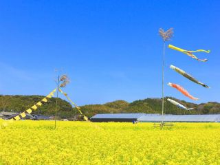 古河市霧凇內油菜花巡遊