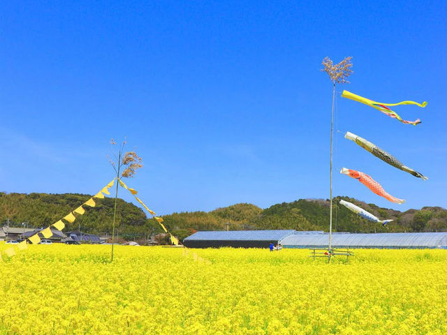 Chasing Canola Blossoms in Mushirouchi Koga City