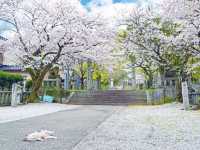 Chasing Sakura at Kawara Shrine