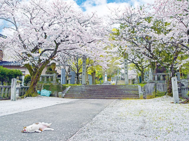 Chasing Sakura at Kawara Shrine