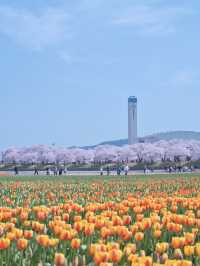 【富山】行かなきゃ損‼️残雪の山×桜×チューリップ✨ここでしか見れない🤩