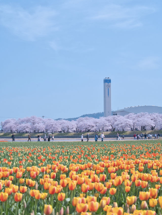 【富山】行かなきゃ損‼️残雪の山×桜×チューリップ✨ここでしか見れない🤩