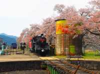 Chasing Sakura at Wakasa Station