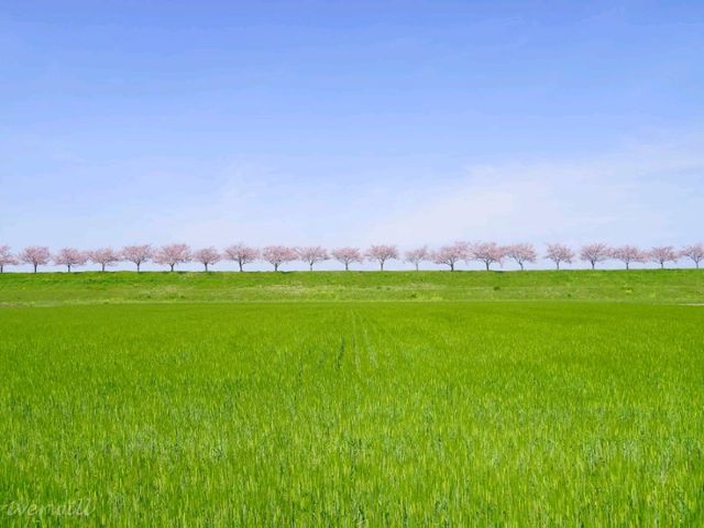 【栃木県】絵本みたいな可愛い桜の名所「思川桜堤」