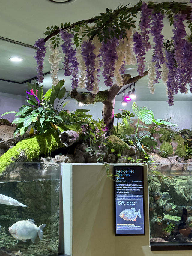 아기랑 서울 근교 여행하기 좋은 아쿠아리움🐟
