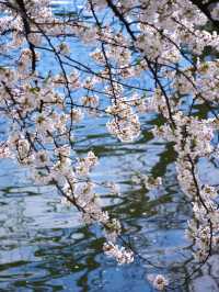 【山形×春旅】 お堀に映し出される桜が幻想的🥰