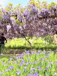 淡水｜紫色浪漫來襲 紫藤花園日本紫藤賞花期只有兩周
