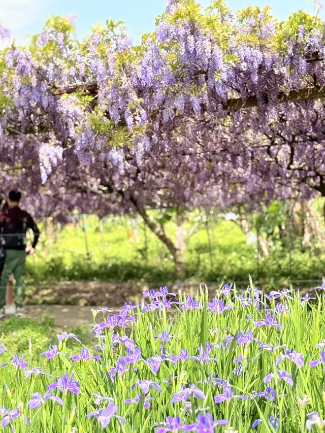 淡水｜紫色浪漫來襲 紫藤花園日本紫藤賞花期只有兩周