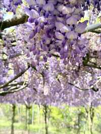 淡水｜紫色浪漫來襲 紫藤花園日本紫藤賞花期只有兩周