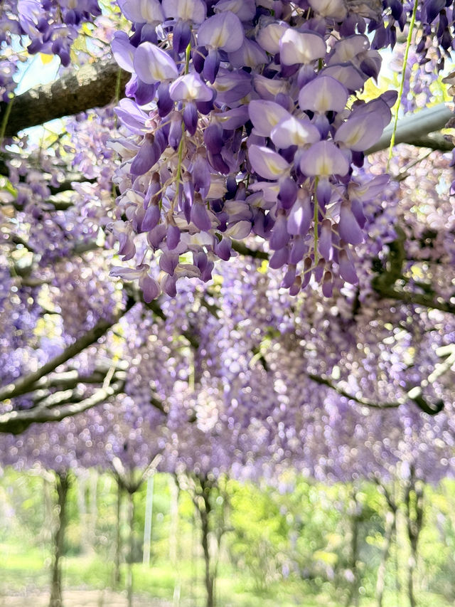 淡水｜紫色浪漫來襲 紫藤花園日本紫藤賞花期只有兩周