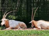 #珍珠野生動物園（Vinpearl Safari Phu Quoc）-越南富國島