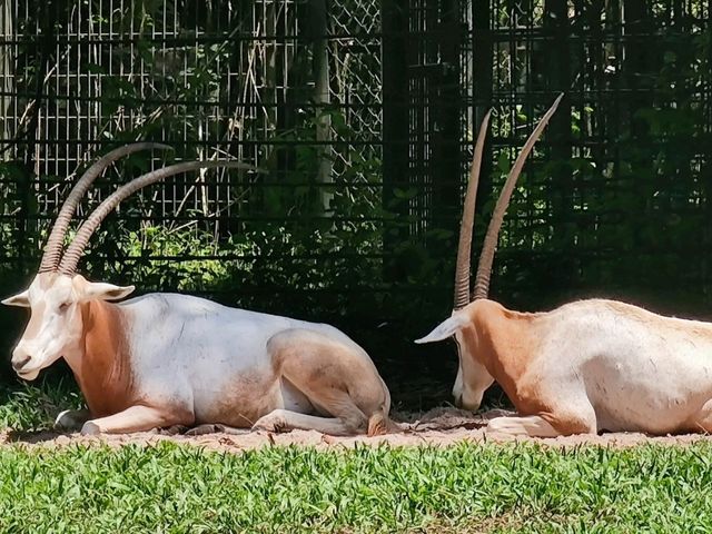 #珍珠野生動物園（Vinpearl Safari Phu Quoc）-越南富國島
