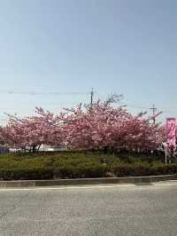京都河津賞櫻🌸之旅🩵