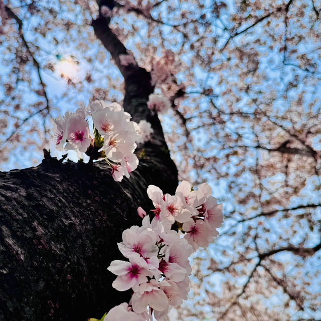 油羅溪森林花園•櫻花盛開的夢幻