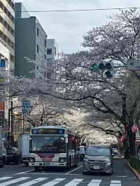 東京賞櫻攻略：中目黑、澀谷、中野、芝公園，一次蒐集所有粉嫩美景！🌸