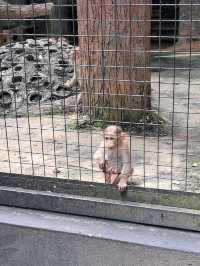Roars, Paws & Jungle Laws – A Day at Zoo Negara