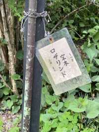A Flower Lover’s Paradise at Sasaki Shrine