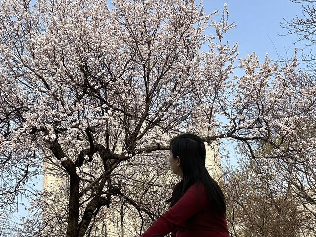 2025櫻花之旅