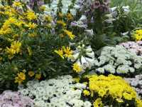  อัปเดตทิวลิปสุดสวยที่ Miracle of Natural