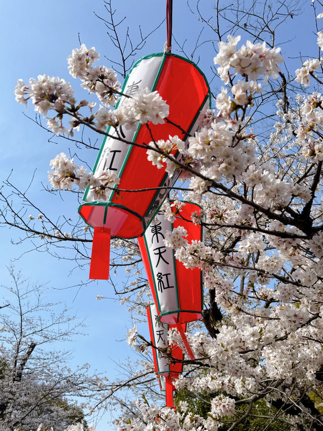 벚꽃 명소의 정석, 우에노 공원🌸
