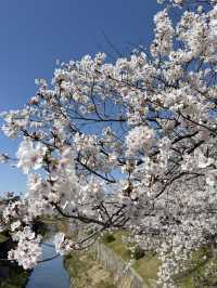 Beautiful cherry blossom @ Nagoya’s Four Seasons Road