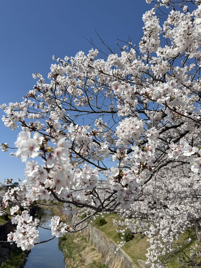Beautiful cherry blossom @ Nagoya’s Four Seasons Road