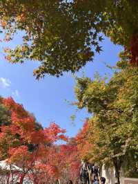 🍁 단풍이 내려앉은 숲, 가을의 화담숲 🌳✨ 