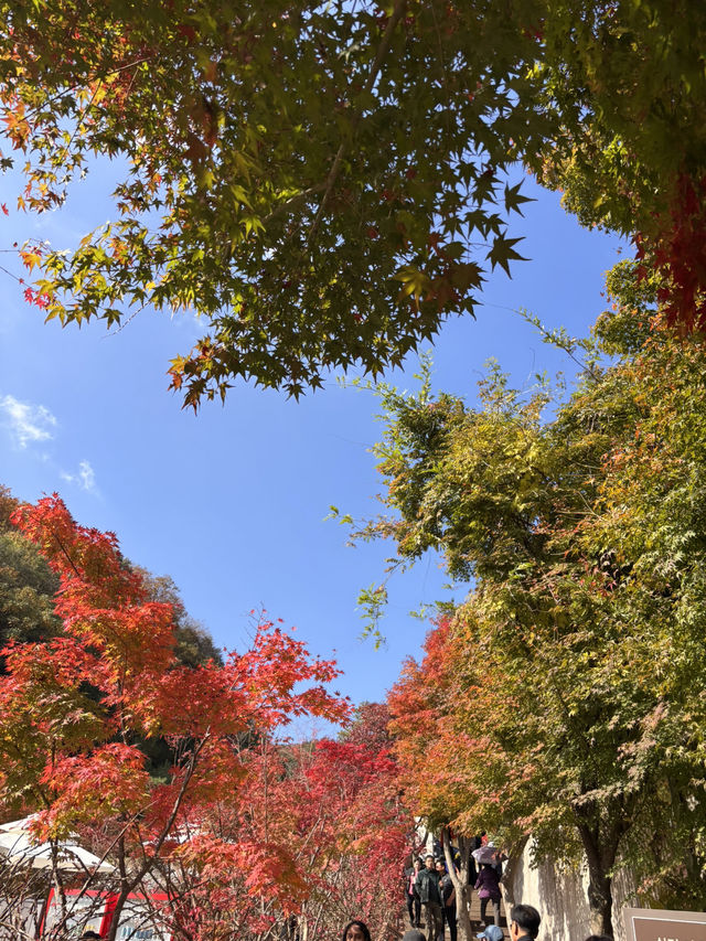 🍁 단풍이 내려앉은 숲, 가을의 화담숲 🌳✨ 