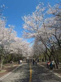 “Incheon in Bloom: Cherry Blossom Dreams at Grand Park”