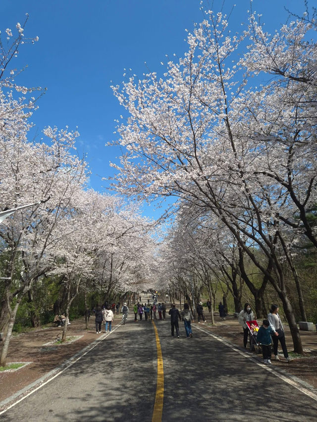 “Incheon in Bloom: Cherry Blossom Dreams at Grand Park”