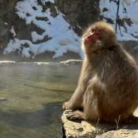 ❄️🐒 **Jigokudani Snow Monkey Park: A Winter Wonderland in Japan** 🐒❄️