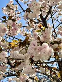Spring Stroll at Oshinari Park – Cherry Blossoms & Skytree Views