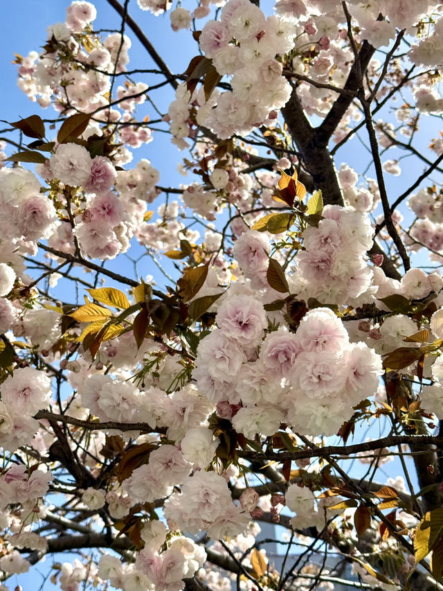 Spring Stroll at Oshinari Park – Cherry Blossoms & Skytree Views