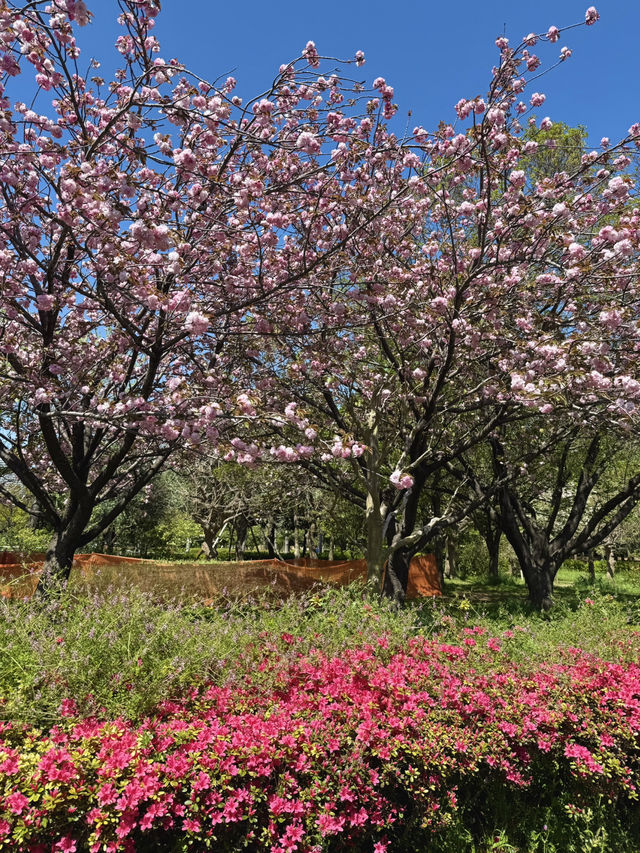 Spring Blossoms & Art Walks at Kiba Park🌷