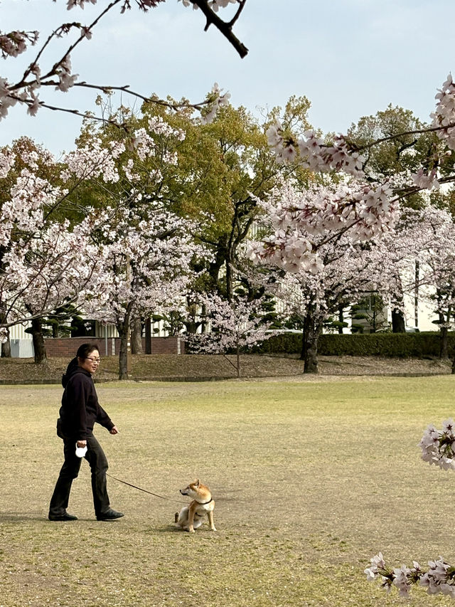 姬路公園-四月上旬，滿開時份，壯觀櫻花隧道