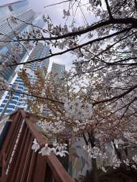 Chasing Cherry Blossoms Through Busan Streets