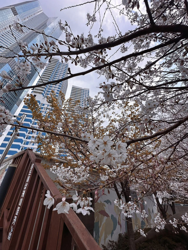 Chasing Cherry Blossoms Through Busan Streets