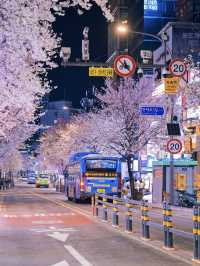 Chasing Cherry Blossoms in Korea this April — My Smartest Decision Yet!