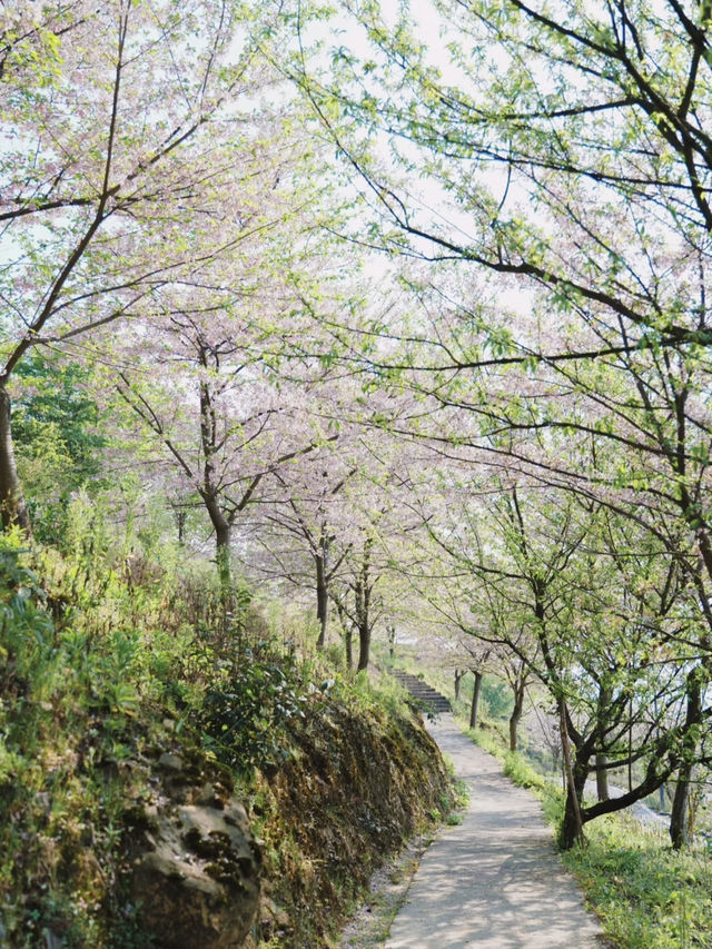 🌸 Springtime Serenity in Uji, Kyoto – Like Walking into a Manga Scene
