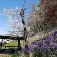 Hitsujiyama Park, Saitama