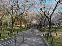 名古屋賞櫻，春光爛漫的東山動植物園