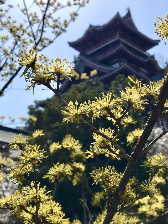 Spring Escape to Fushimi Momoyama Castle – Flowers Everywhere!