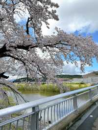 Cherry Blossom in Miyagi, having fun in Disneyland, relaxing time in onsen.