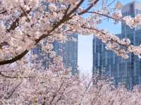 Chasing Sakura at Songdo Central Park
