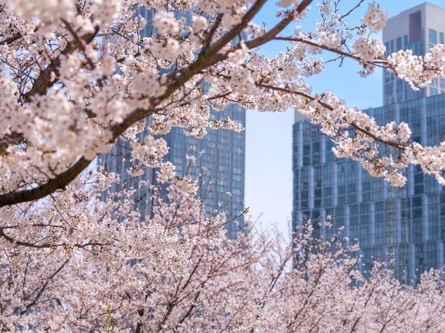 Chasing Sakura at Songdo Central Park