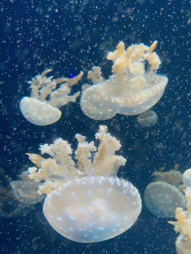 Dive into Wonder: A Journey Through S.E.A. Aquarium