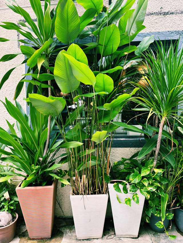 Green Bliss at Good Blue Men Café